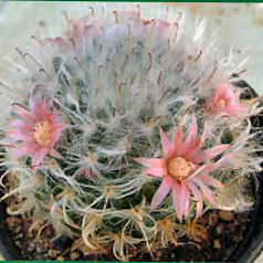 Cacto mammillaria bocasana